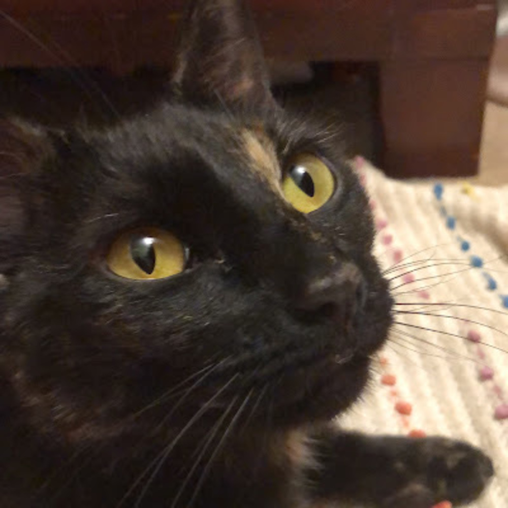 Meet your Posher, Cilley